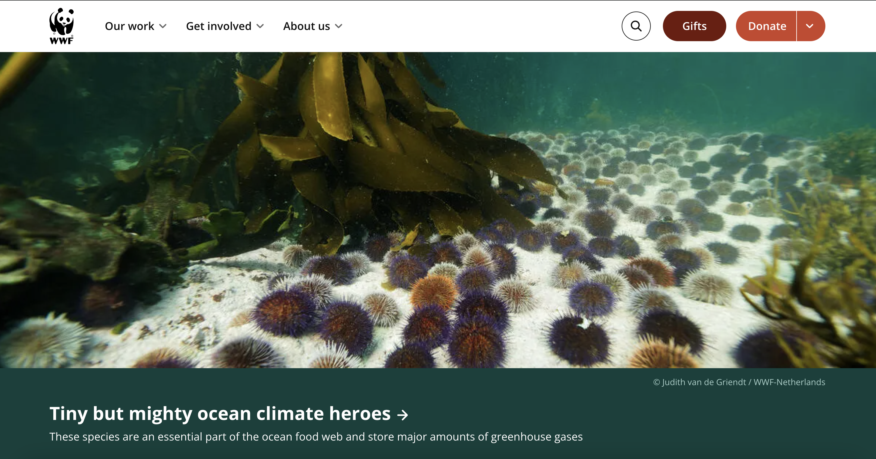 WWF homepage